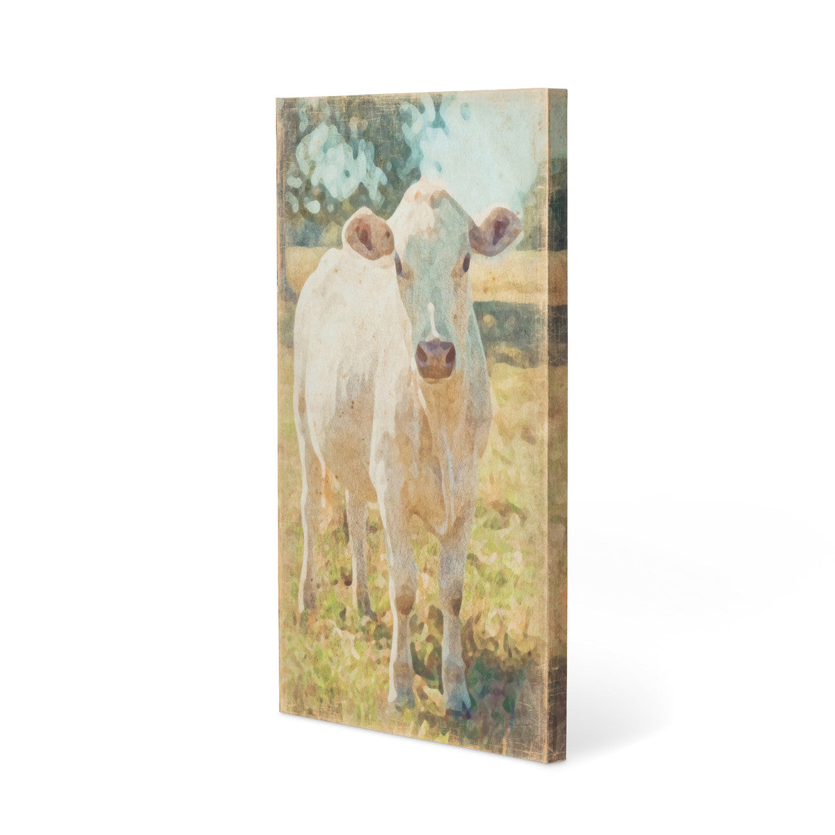 Charolais Cow Canvas Print - Iron Accents